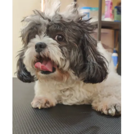 Shih Tzu before grooming